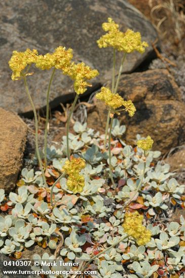Eriogonum ternatum