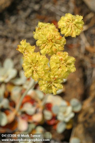 Eriogonum ternatum