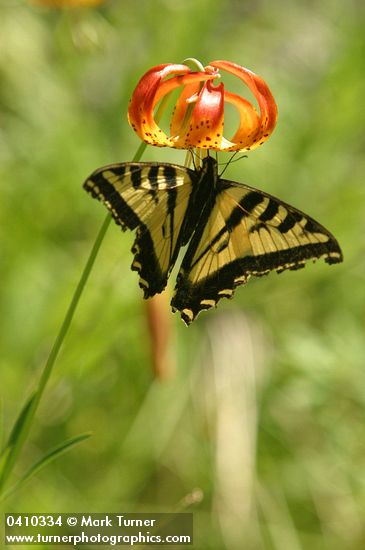 Lilium pardalinum ssp. vollmeri; Pterourus rutulus