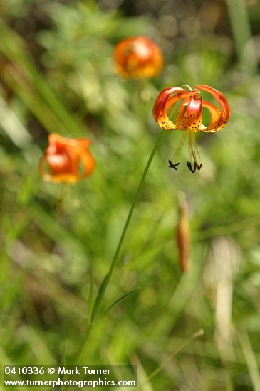 Lilium pardalinum ssp. vollmeri
