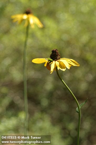 Rudbeckia californica