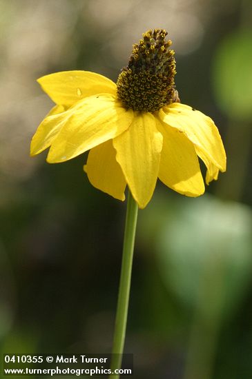 Rudbeckia californica