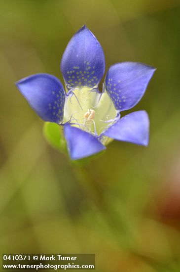 Gentiana setigera