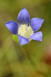 Mendocino Gentian blossom detail