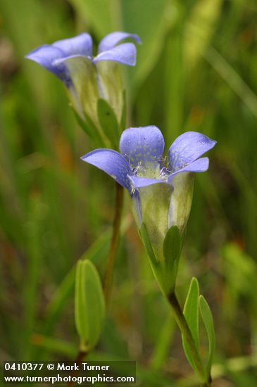 Gentiana setigera