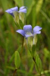 Mendocino Gentian blossoms
