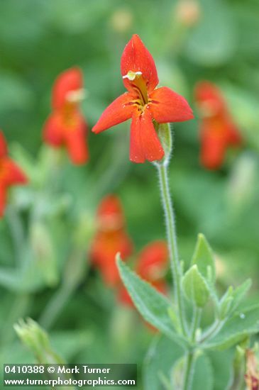 Mimulus cardinalis