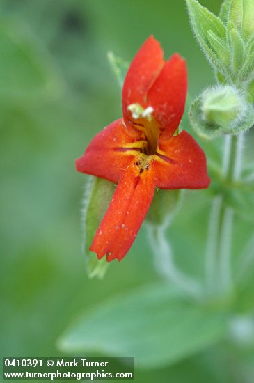 Mimulus cardinalis