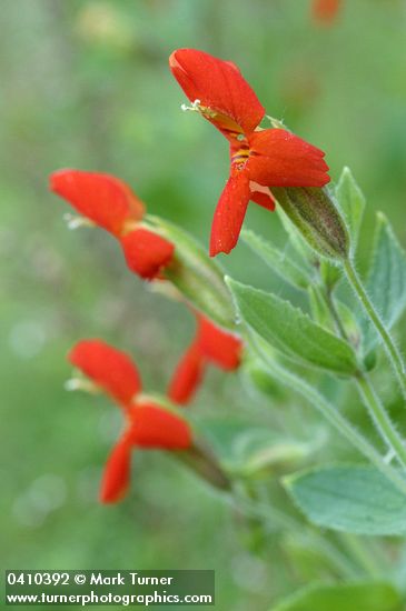 Mimulus cardinalis