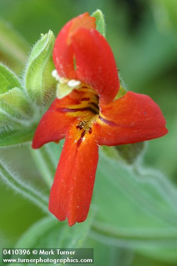 Mimulus cardinalis