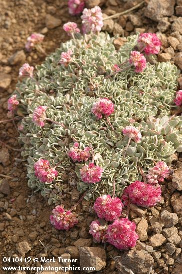 Eriogonum ovalifolium var. depressum