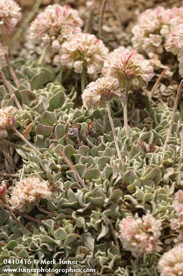 Eriogonum ovalifolium var. depressum