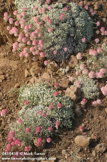 Eriogonum ovalifolium var. depressum