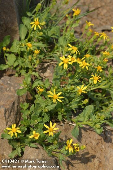 Senecio fremontii
