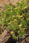 Dwarf Mountain Butterweed
