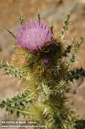 Cirsium peckii