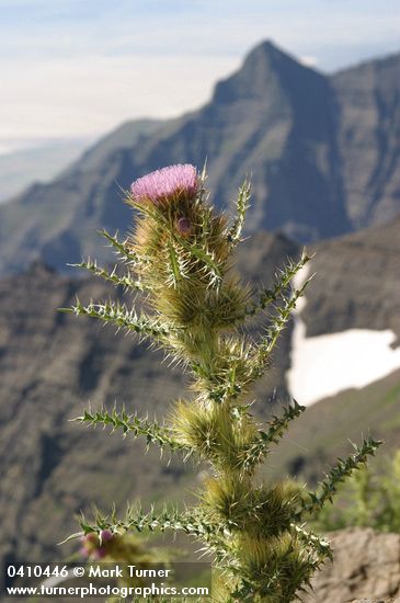 Cirsium peckii