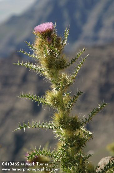 Cirsium peckii