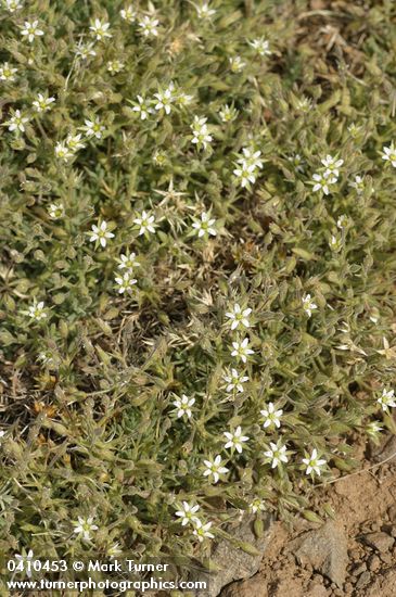 Minuartia nuttallii ssp. fragilis