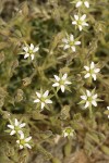 Brittle Sandwort blossoms & foliage detail