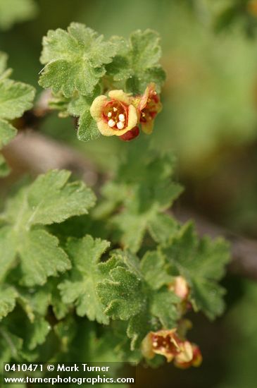 Ribes montigenum