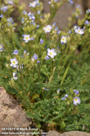 Polemonium viscosum