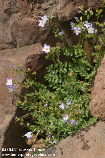 Polemonium viscosum