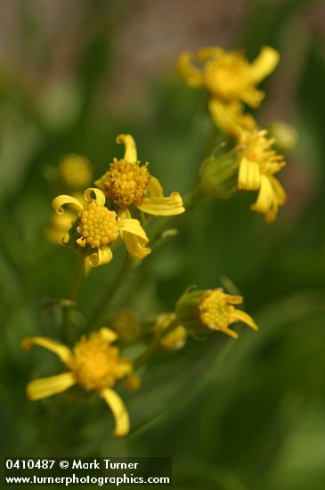 Senecio crassulus