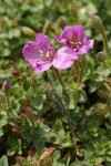 Rock Willowherb blossoms & foliage