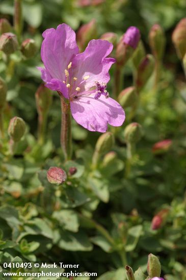 Epilobium obcordatum