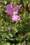 Rock Willowherb blossoms & foliage