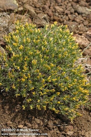 Chrysothamnus humilis (Ericameria humilis)
