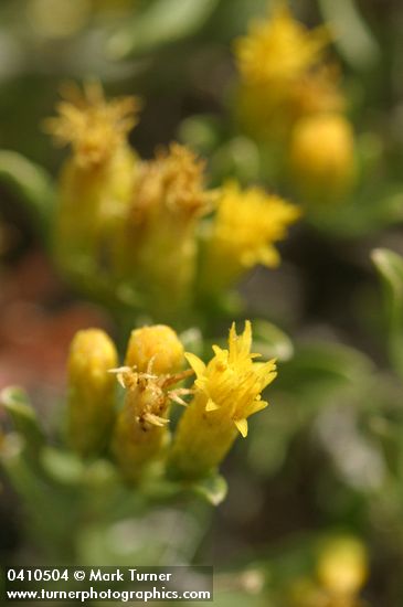 Chrysothamnus humilis (Ericameria humilis)