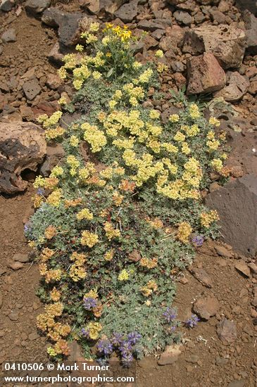 Eriogonum umbellatum var. dichrocephalum