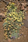 Sulphur-flower Buckwheat 