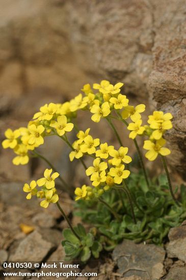 Draba cusickii