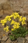 Cusick's Draba