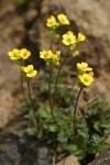 Cusick's Draba