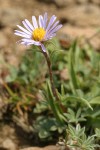 Hayden's Aster