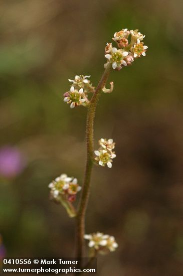 Saxifraga nidifica
