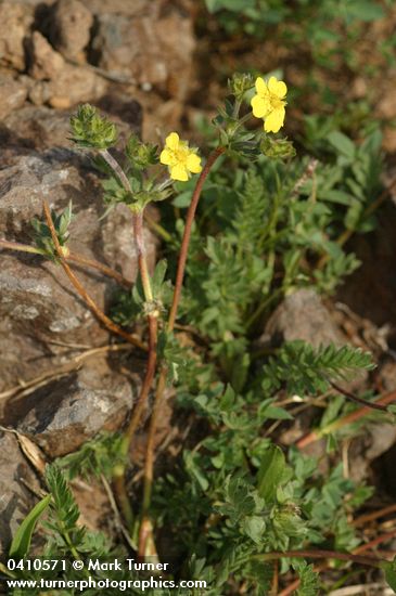 Potentilla millefolia var. klamathensis (P. versicolor)