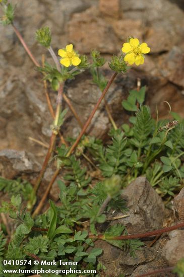 Potentilla millefolia var. klamathensis (P. versicolor)