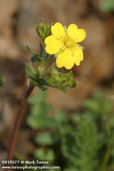 Potentilla millefolia var. klamathensis (P. versicolor)