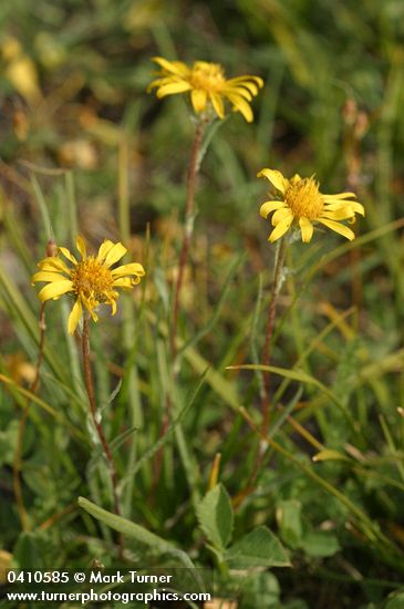 Pyrrocoma uniflora var. uniflora (P. howellii)