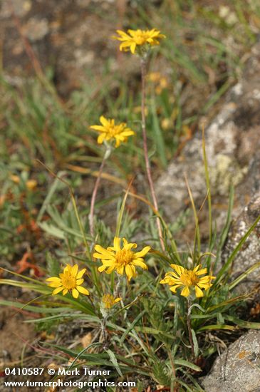 Pyrrocoma uniflora var. uniflora (P. howellii)