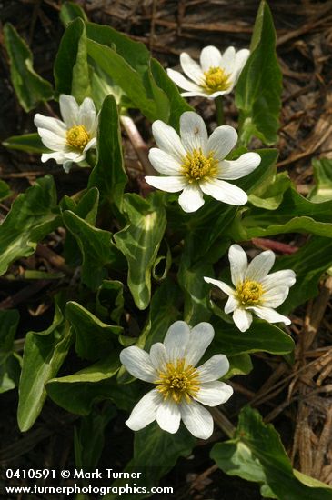Caltha leptosepala ssp. leptosepala