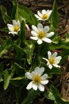 White Marsh Marigolds