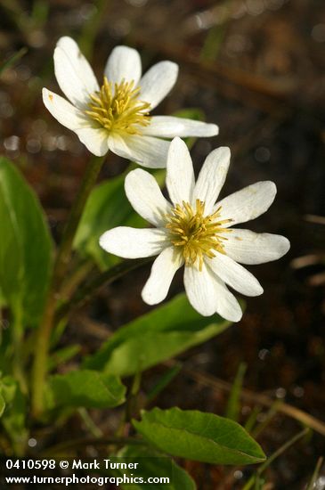 Caltha leptosepala ssp. leptosepala