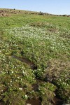 White Marsh Marigolds in wet alpine meadow