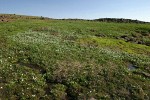 White Marsh Marigolds in wet alpine meadow